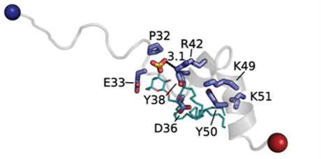 Sulfatide binding site in the Dab2 sulfatide binding motif.