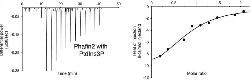 PtdIns3P binding to Phafin2 followed by isothermal titration calorimetry